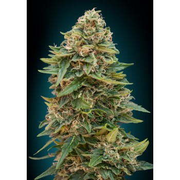 Advanced Skunk 47 Auto...