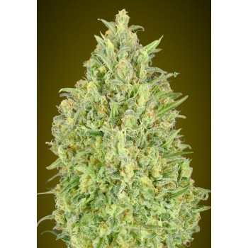 Advanced Pineapple Glue...