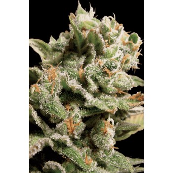 Paradise Seeds Dutch Dragon...