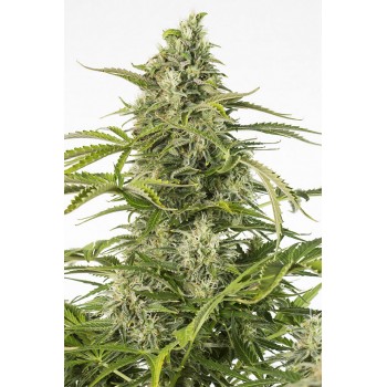Dinafem Cheese  Auto CBD...