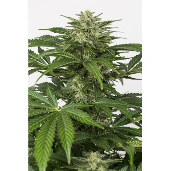 Dinafem Haze Auto CBD unidad