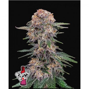 Fast Bud Cherry Cola Auto...
