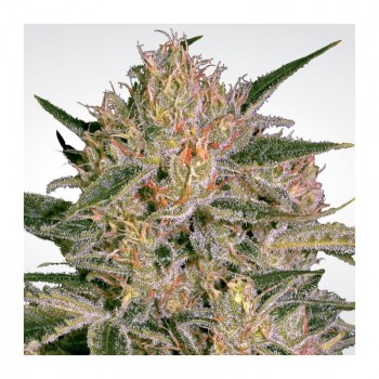 Paradise Seeds Nebula II...