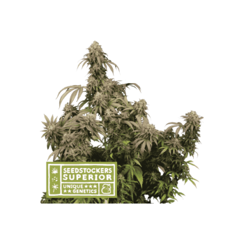 Seedstockers Mandarin...