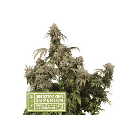 Seedstockers Mandarin Panties Feminizada