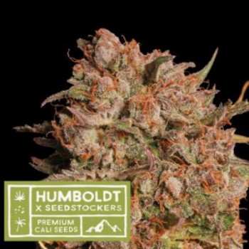 Seedstockers Apollo Black...