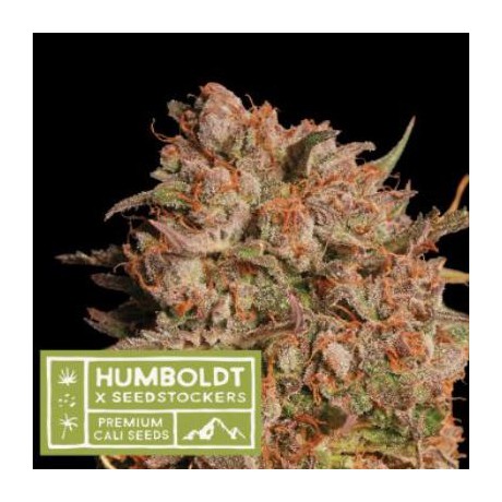 Seedstockers Apollo Black Cherry Feminizada