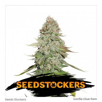 Seedstockers Gorilla Glue...
