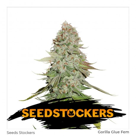 Seedstockers Gorilla Glue Feminizada