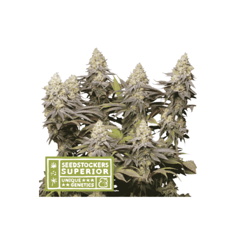 Seedstockers Panty Punch Feminizada