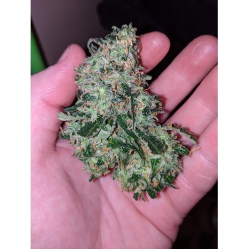 Seedsman Blue Dream Feminizada